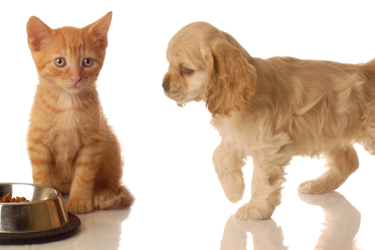 Ley 7/2023 de Bienestar Animal: dudas y obligaciones