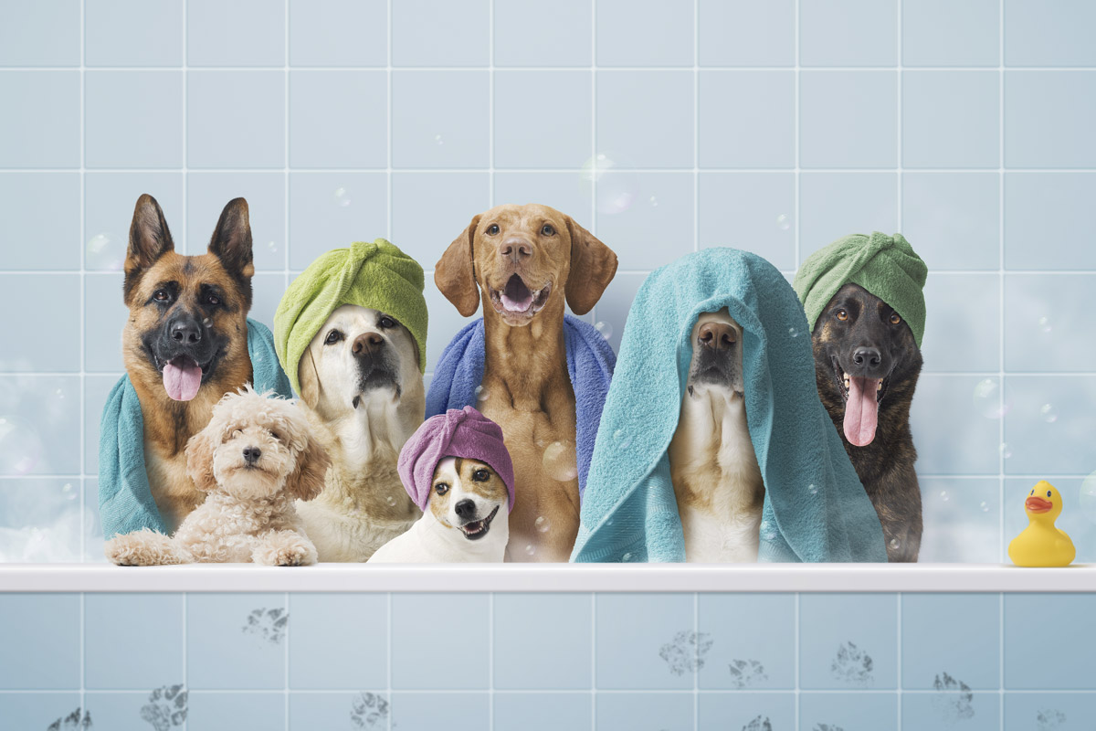 Cuidados para animales de compañía - perros y gatos