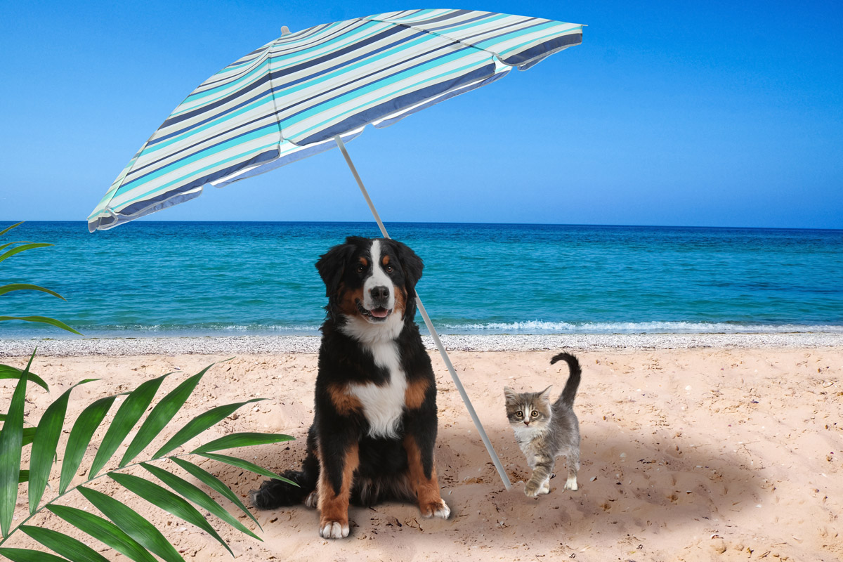 CÓMO PROTEGER A NUESTRAS MASCOTAS DE UN GOLPE DE CALOR