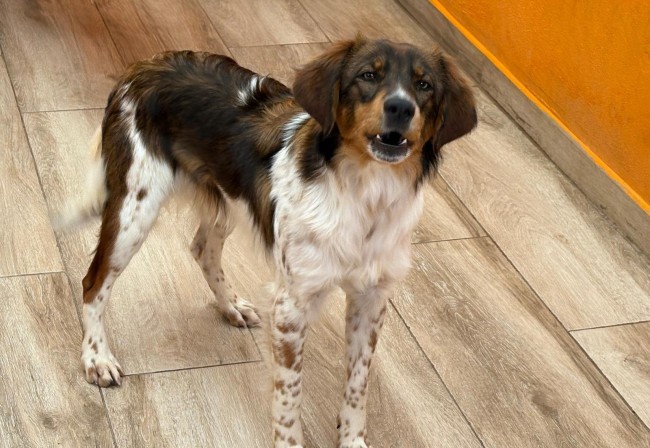 Imagen de Bolita Vulne