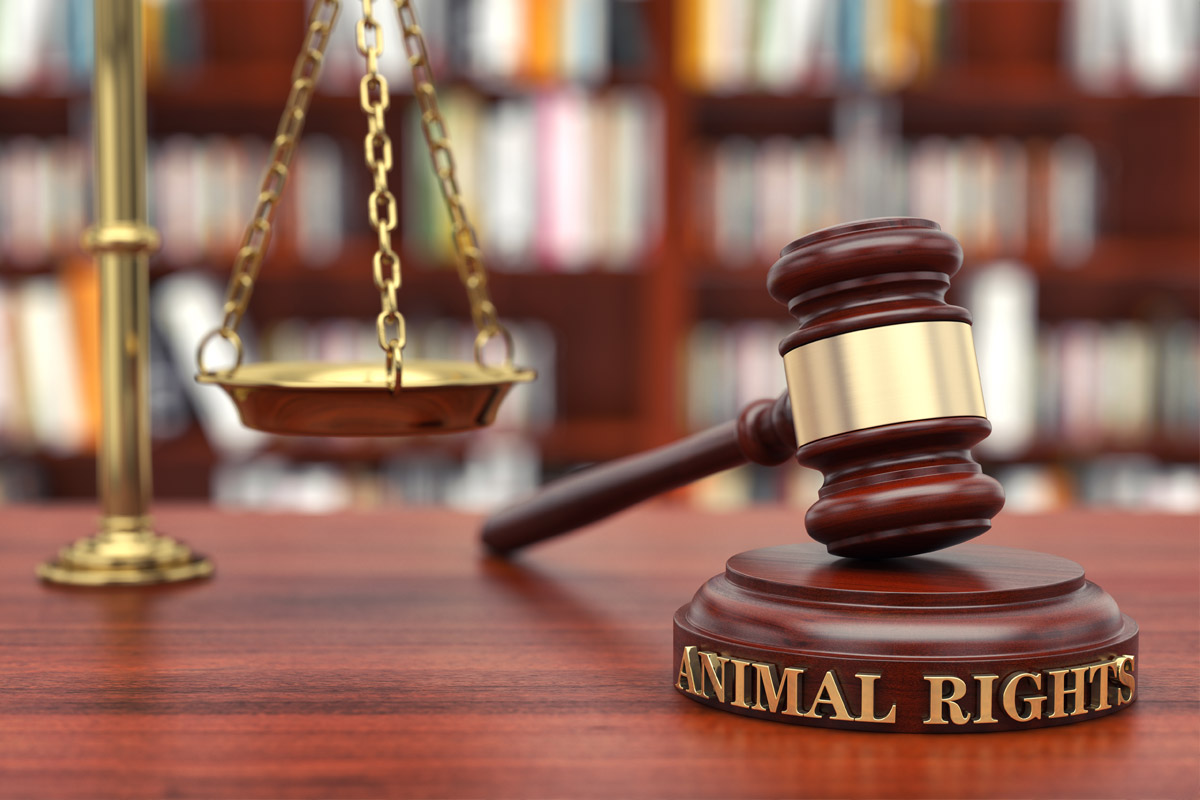 Legislación sobre animales de compañía en España y Madrid | Normativa vigente